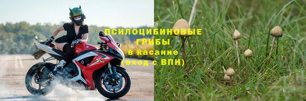 прущие грибы Алзамай